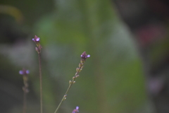 Verbena litoralis