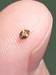 Psyllobora bicongregata