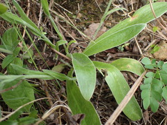 Helichrysum longifolium