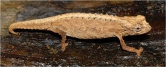 Desperate Leaf Chameleon photo 1