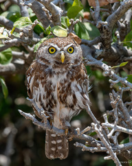 Glaucidium perlatum