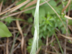 Helichrysum longifolium