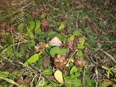 Tetanolita palligera