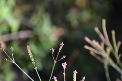 Verbena litoralis