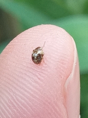 Psyllobora bicongregata