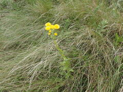 Helichrysum foetidum