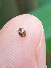 Psyllobora bicongregata