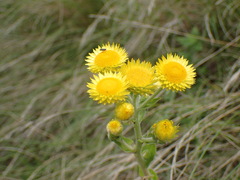 Helichrysum foetidum