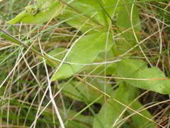 Helichrysum foetidum
