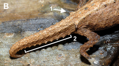 Desperate Leaf Chameleon photo 2
