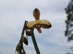 Eulophia streptopetala