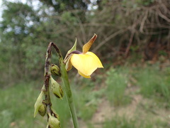 Eulophia streptopetala