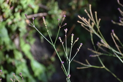 Verbena litoralis