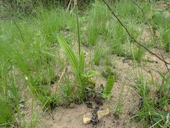 Eulophia streptopetala