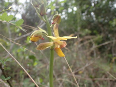 Eulophia streptopetala