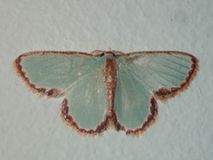 Comostola turgescens