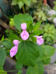 Dicliptera roxburghiana