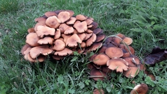 Desarmillaria tabescens