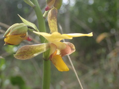 Eulophia streptopetala