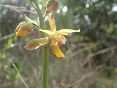 Eulophia streptopetala