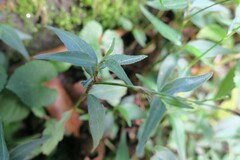 Persicaria jucunda