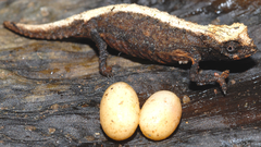 Desperate Leaf Chameleon photo 3