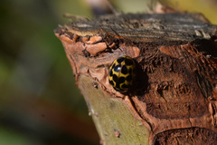 Harmonia axyridis