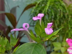 Dicliptera roxburghiana