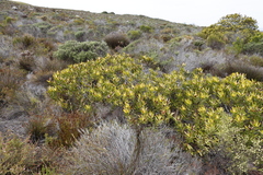Leucadendron laureolum