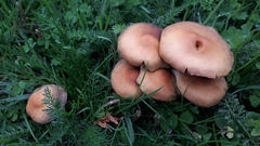 Desarmillaria tabescens