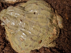 Pyxicephalus adspersus