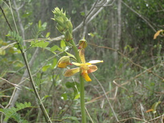 Eulophia streptopetala