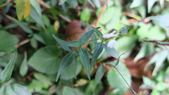 Persicaria jucunda
