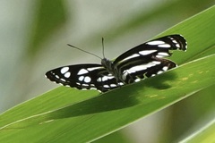 Neptis hylas