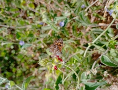 Aricoris campestris