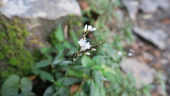 Persicaria jucunda