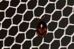 Phalacridae