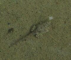 Fejervarya limnocharis