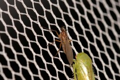 Lonchoptera bifurcata