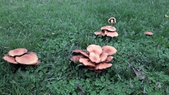 Desarmillaria tabescens