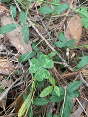 Trifolium repens