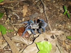 Cyriopagopus lividus