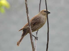 Molothrus bonariensis