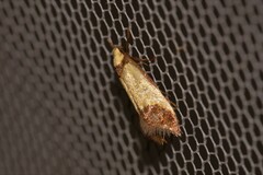 Crepidosceles timalphes