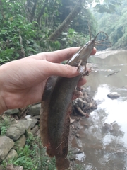 Clarias batrachus
