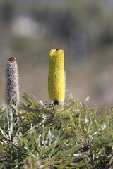 Banksia attenuata