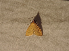 Mecyna flavalis