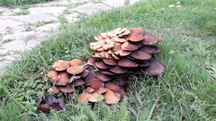 Desarmillaria tabescens