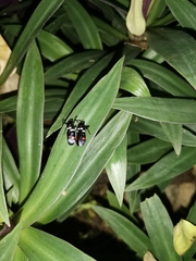 Callitettix versicolor