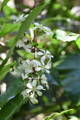 Clerodendrum laevifolium